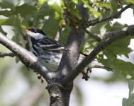 6381Blackpoll Warbler 